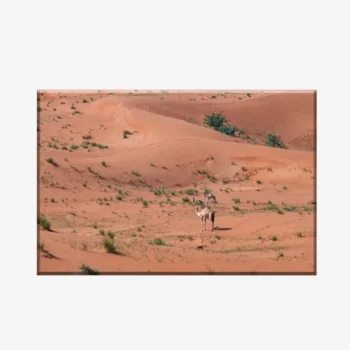 لوحة طبيعة هادئة - جمل في الصحراء - رمال حمراء - مشمس - لوحات طبيعة - لوحات كانفاس